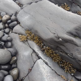 Djupalonssandur | Black Sand Beach | Photography by Jenny SW Lee