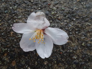 Cherry Blossoms in Redmond WA | Photography by Jenny S.W. Lee