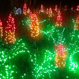 Garden d'Lights 2021