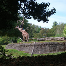 Giraffes
