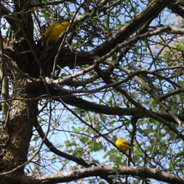 Weaver birds