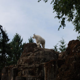 mountain goat