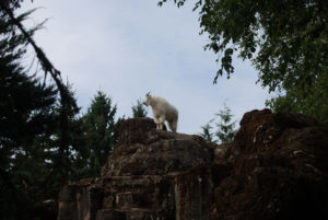 Mountain goat in Woodland Park Zoo, Seattle, WA | Photography by Jenny SW Lee