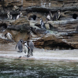 Humboldt penguins