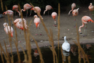 Flamingos in Woodland Park Zoo, Seattle, WA | Photography by Jenny SW Lee