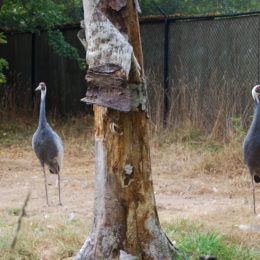 cranes