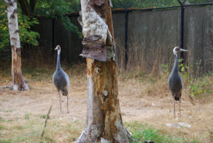 Cranes in Woodland Park Zoo, Seattle, WA | Photography by Jenny SW Lee