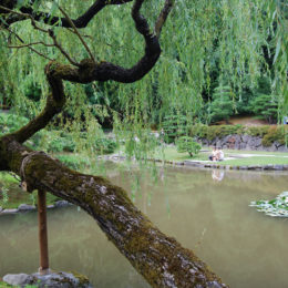 Seattle Japanese Garden | Washington Park Arboretum | Photography by Jenny S.W. Lee