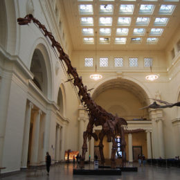 Field Museum, Chicago | Photography by Jenny S.W. Lee