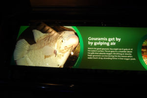 Shedd Aquarium, Chicago