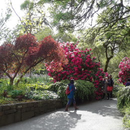 VanDusen Botanical Garden | Photography by Jenny SW Lee
