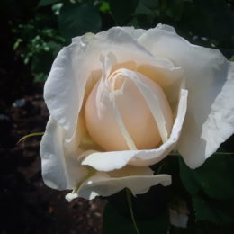 Stanley Park Rose Garden, Vancouver BC, Canada | Photography by Jenny S.W. Lee
