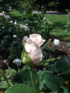 Stanley Park Rose Garden, Vancouver BC, Canada | Photography by Jenny S.W. Lee