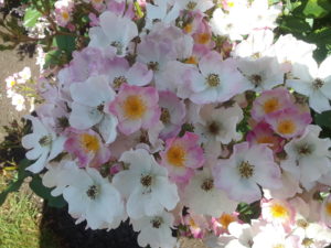 Stanley Park Rose Garden, Vancouver BC, Canada | Photography by Jenny S.W. Lee