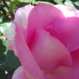 Stanley Park Rose Garden, Vancouver BC, Canada | Photography by Jenny S.W. Lee