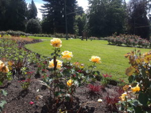 Stanley Park Rose Garden, Vancouver BC, Canada | Photography by Jenny S.W. Lee