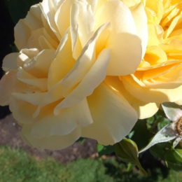 Stanley Park Rose Garden, Vancouver BC, Canada | Photography by Jenny S.W. Lee