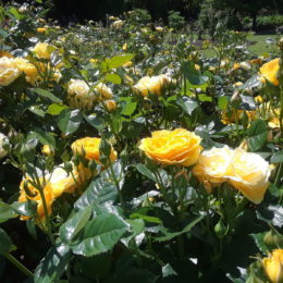 Stanley Park Rose Garden, Vancouver BC, Canada | Photography by Jenny S.W. Lee