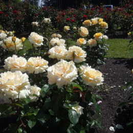 Stanley Park Rose Garden, Vancouver BC, Canada | Photography by Jenny S.W. Lee