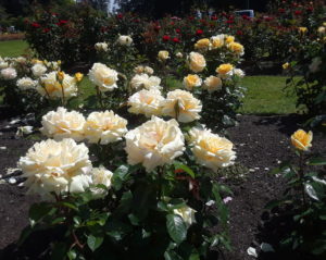 Stanley Park Rose Garden, Vancouver BC, Canada | Photography by Jenny S.W. Lee