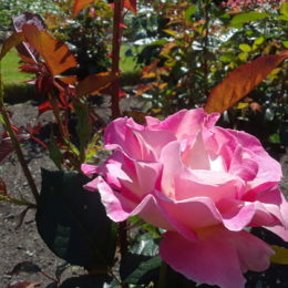 Stanley Park Rose Garden, Vancouver BC, Canada | Photography by Jenny S.W. Lee