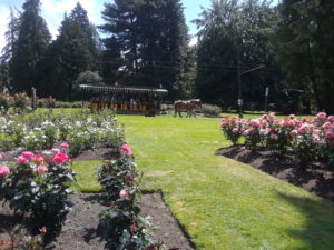 Stanley Park Rose Garden, Vancouver BC, Canada | Photography by Jenny S.W. Lee