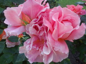 Stanley Park Rose Garden, Vancouver BC, Canada | Photography by Jenny S.W. Lee