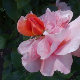 Stanley Park Rose Garden, Vancouver BC, Canada | Photography by Jenny S.W. Lee