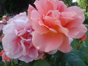 Stanley Park Rose Garden, Vancouver BC, Canada | Photography by Jenny S.W. Lee