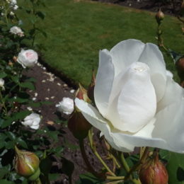 Stanley Park Rose Garden, Vancouver BC, Canada | Photography by Jenny S.W. Lee
