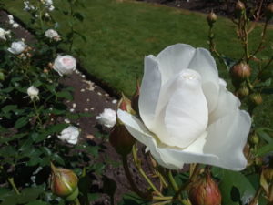 Stanley Park Rose Garden, Vancouver BC, Canada | Photography by Jenny S.W. Lee