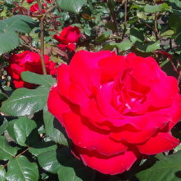 Stanley Park Rose Garden, Vancouver BC, Canada | Photography by Jenny S.W. Lee