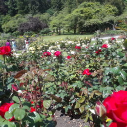Stanley Park Rose Garden, Vancouver BC, Canada | Photography by Jenny S.W. Lee