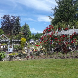 Stanley Park Rose Garden, Vancouver BC, Canada | Photography by Jenny S.W. Lee