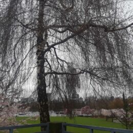 Cherry Blossoms in David Lam Park, False Creek, Yaletown | Photography by Jenny S.W. Lee