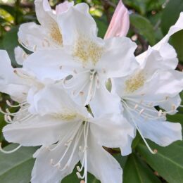 VanDusen Botanical Garden in spring | Photography by Jenny S.W. Lee