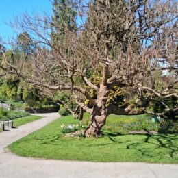 VanDusen Botanical Garden in spring | Photography by Jenny S.W. Lee