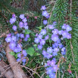 VanDusen Botanical Garden in spring | Photography by Jenny S.W. Lee