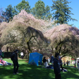 Sakura Days Japan Fair, Cherry Blossom Festival, VanDusen Botanical Garden | Photography by Jenny S.W. Lee