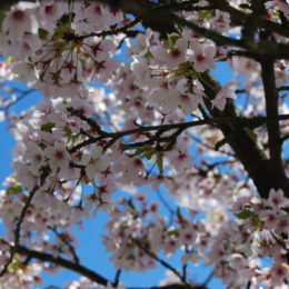 Sakura Days Japan Fair, Cherry Blossom Festival, VanDusen Botanical Garden | Photography by Jenny S.W. Lee