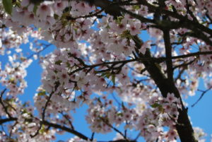 Sakura Days Japan Fair, Cherry Blossom Festival, VanDusen Botanical Garden | Photography by Jenny S.W. Lee