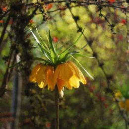 VanDusen Botanical Garden | Photography by Jenny S.W. Lee