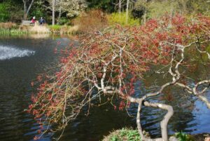 VanDusen Botanical Garden | Photography by Jenny S.W. Lee