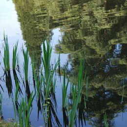 VanDusen Botanical Garden | Photography by Jenny S.W. Lee