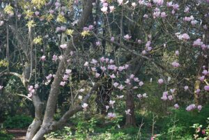 VanDusen Botanical Garden | Photography by Jenny S.W. Lee