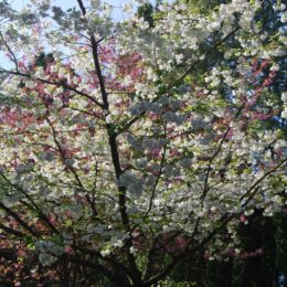 VanDusen Botanical Garden | Photography by Jenny S.W. Lee