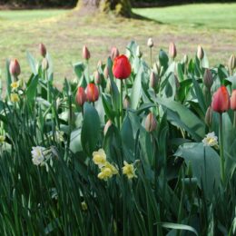 VanDusen Botanical Garden | Photography by Jenny S.W. Lee