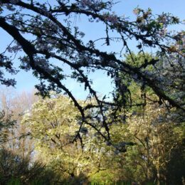 VanDusen Botanical Garden | Photography by Jenny S.W. Lee