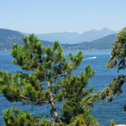 Shore Pine Trail