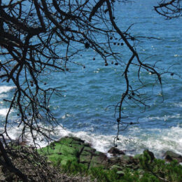 Shore Pine Trail